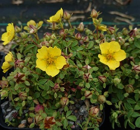 Potentilla eriocarpa - 8cm pot 